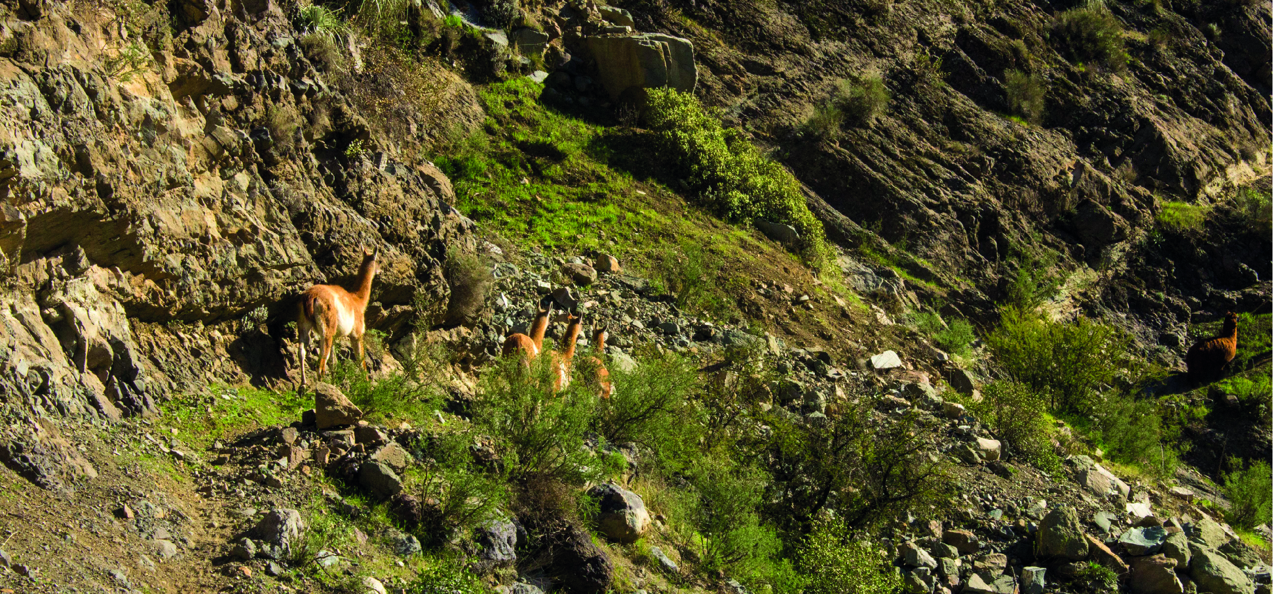 El guanaco y su potencial para recuperar el bosque